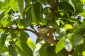 common tailorbird or Orthotomus sutorius a small shy bird perched in natual green background and in shade of guava leafs tree at Royalty Free Stock Photo