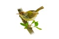 Common Tailorbird perching on a perch