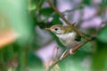 Common tailorbird`s chick is taking stretch on a tree branch