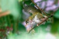 Common tailorbird`s chick is taking stretch on a tree branch