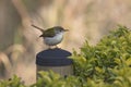 Common Tailorbird that sits on artificial perch among bushes