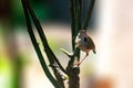 Common tailorbird is sitting on a tree perch Royalty Free Stock Photo