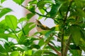 Common tailorbird is sitting on a tree perch Royalty Free Stock Photo