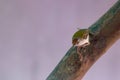 Common tailorbird is sitting on a tree perch Royalty Free Stock Photo