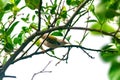Common tailorbird is sitting on a tree perch Royalty Free Stock Photo