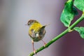 Common tailorbird is sitting on a tree perch Royalty Free Stock Photo