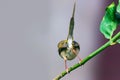 Common tailorbird is sitting on a tree perch Royalty Free Stock Photo
