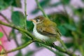 Common tailorbird is sitting on a tree perch Royalty Free Stock Photo