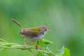 Common Tailorbird Royalty Free Stock Photo