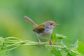 Common Tailorbird Royalty Free Stock Photo
