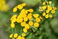 common tansy, bitter buttons flowers closeup selective focus
