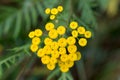 common tansy, bitter buttons flowers closeup selective focus