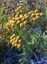 Common tansy flower