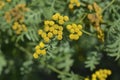 Common tansy