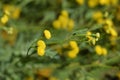 Common tansy