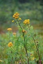 Common tansy is a medicinal plant. Tanacetum vulgare