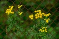 Common tansy - plant with yellow flowers is used as an insecticidal agent against fleas and flies. Repellent Royalty Free Stock Photo