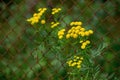 Common tansy - plant with yellow flowers is used as an insecticidal agent against fleas and flies. Repellent Royalty Free Stock Photo