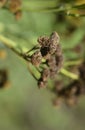 Common tansy