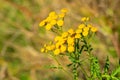 Common Tansy - Tanacetum vulgare