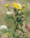 Common Tansy Tanacetum vulgare Royalty Free Stock Photo