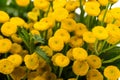 Common Tansy (Tanacetum vulgare