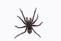 The common tarantula Avicularia avicularia is a species of tarantula that occurs in Central and South America.