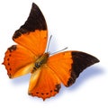 Common Tawny Rajah Butterfly flying with soft shadow isolated on white background