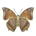 Common Tawny Rajah, Charaxes bernardus heirax, sharp brown camouflage with smooth textures wings butterfly isolated on white