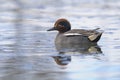 Common Teal , Anas crecca Royalty Free Stock Photo