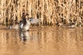 Common Teal, Teal, Anas crecca Royalty Free Stock Photo