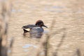 Common Teal, Teal, Anas crecca Royalty Free Stock Photo