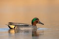 Common Teal Anas crecca male Royalty Free Stock Photo