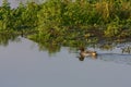 Common Teal swimming on a small lake