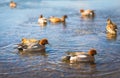 Common Teal or Eurasian Teal (Anas crecca) Royalty Free Stock Photo