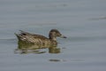 Common Teal Female Anas crecca Or Eurasian Teal Swimming In Water