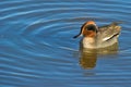 Common Teal on water