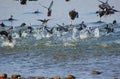 Common Teals at Randarda Lake, Rajkot, Gujarat Royalty Free Stock Photo