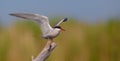 Common Tearn - Sterna hirundo - adult bird