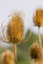 Common Teasel