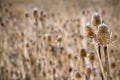 Common Teasel, Dipsacus fullonum Royalty Free Stock Photo