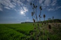 Common Teasel, Royalty Free Stock Photo