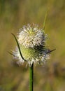 Common Teasel (Dipsacus fullonum)