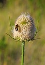 Common Teasel (Dipsacus fullonum) and Bumble bee. Royalty Free Stock Photo