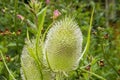 A Common Teasel - Dipsacus Fullonum - In Early Morning Light