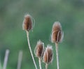 common teasel (Dipsacus fullonum) seed head Royalty Free Stock Photo