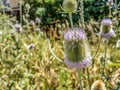 Common Teasel - Dipsacus fullonum - in the summer. Maramures county, Romania Royalty Free Stock Photo