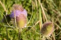 Common Teasel with lavender purple flowers