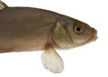 Common tench, head and body - isolated Royalty Free Stock Photo