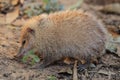 Common tenrec Royalty Free Stock Photo